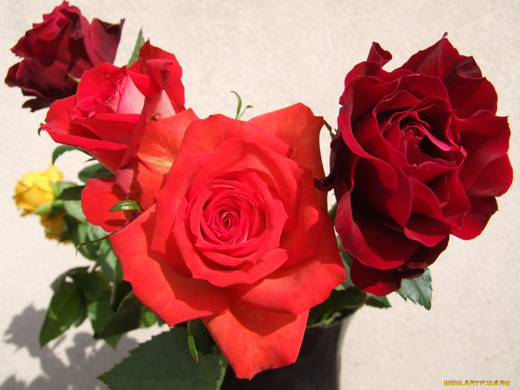 цветы, розы