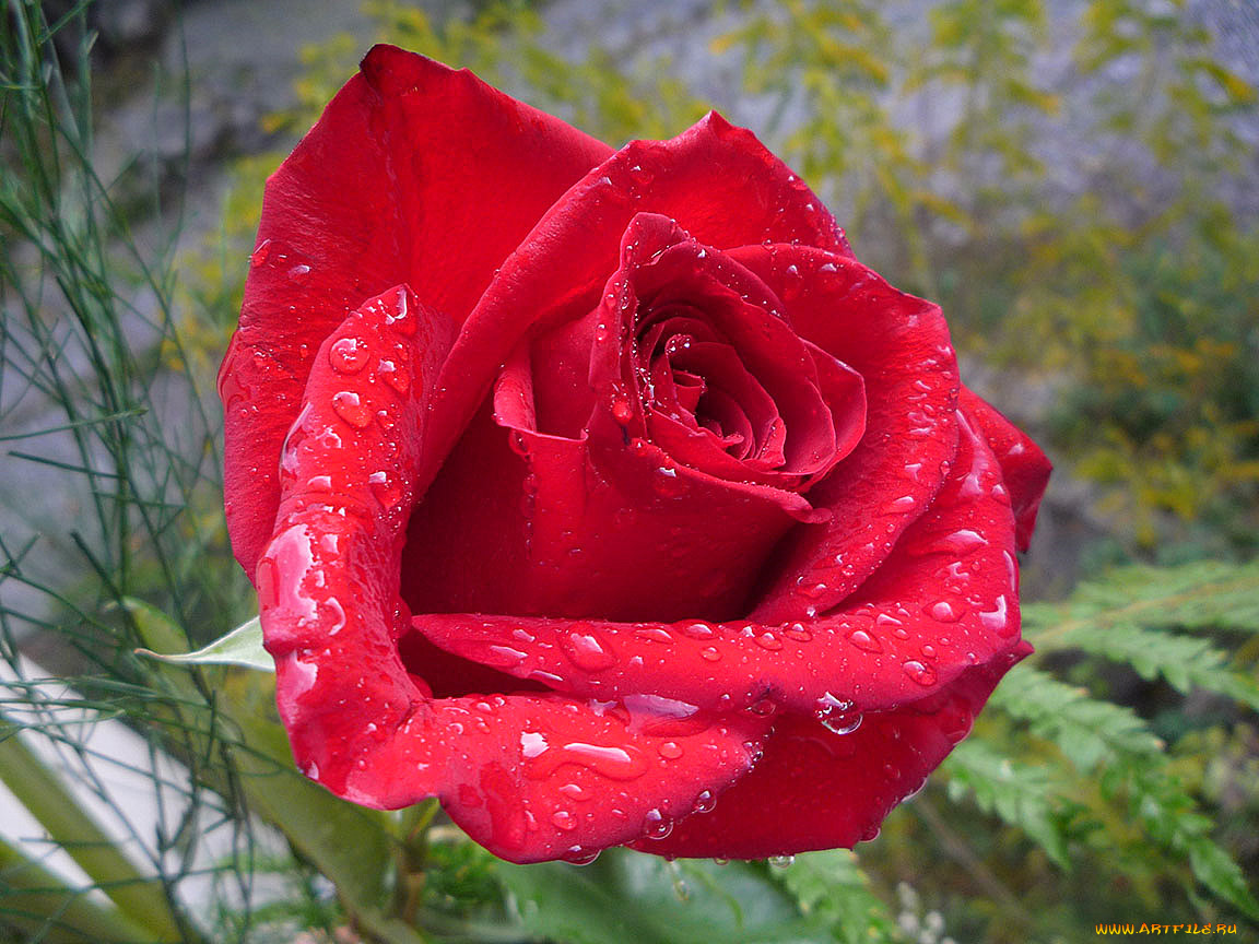 цветы, розы