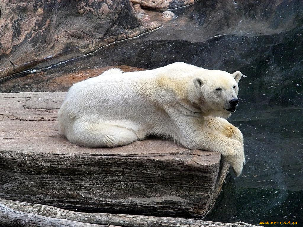 животные, медведи