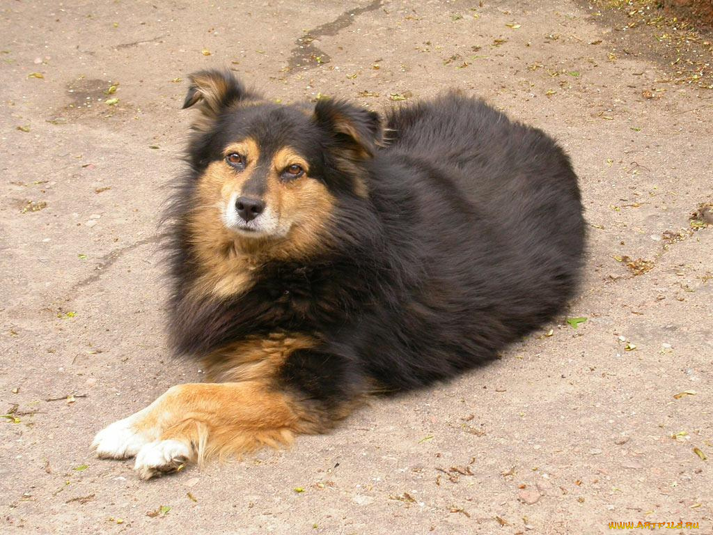 животные, собаки