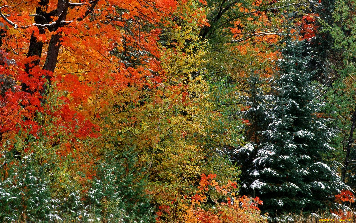 природа, лес