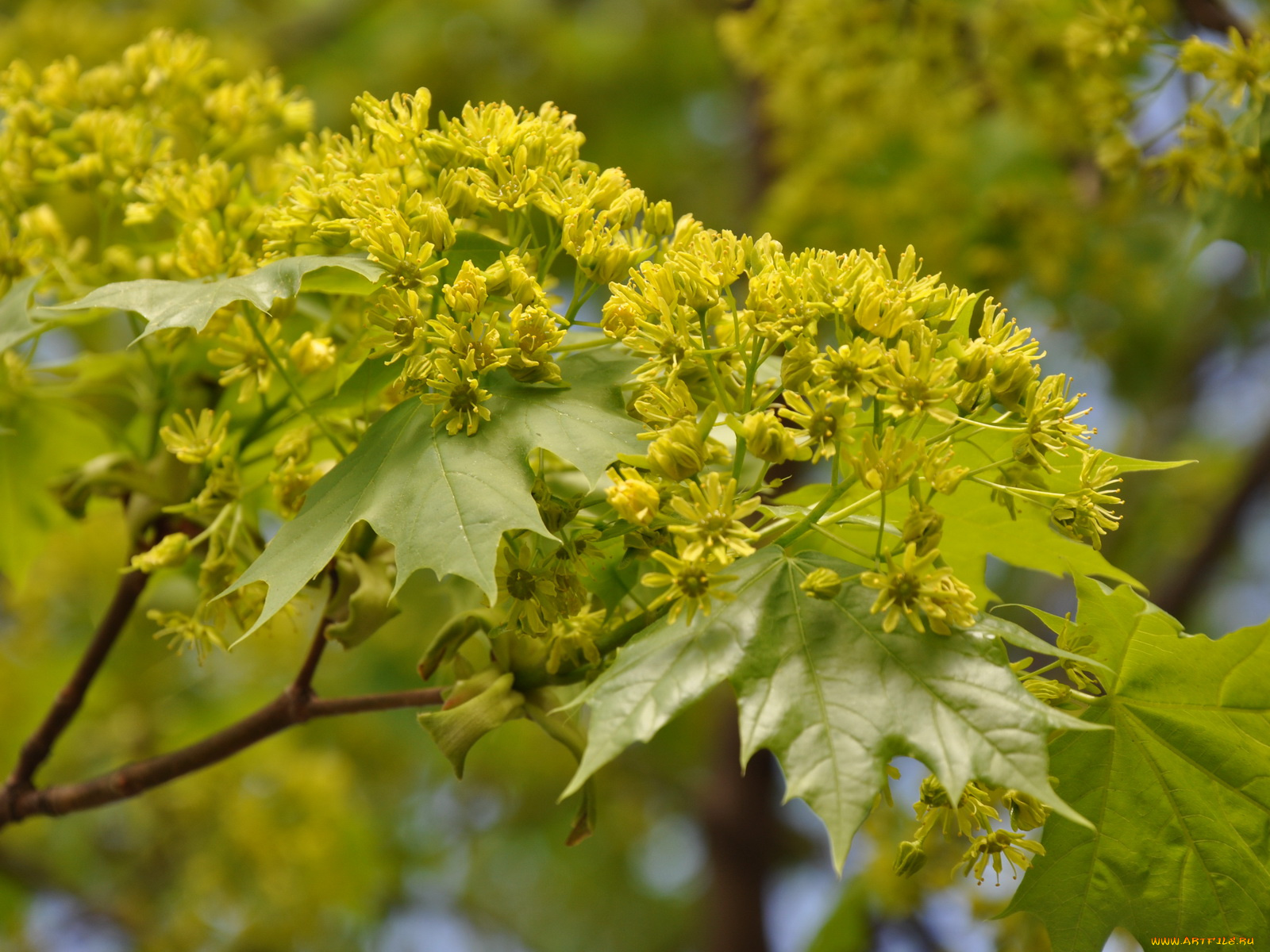 цветы, цветущие, деревья, кустарники