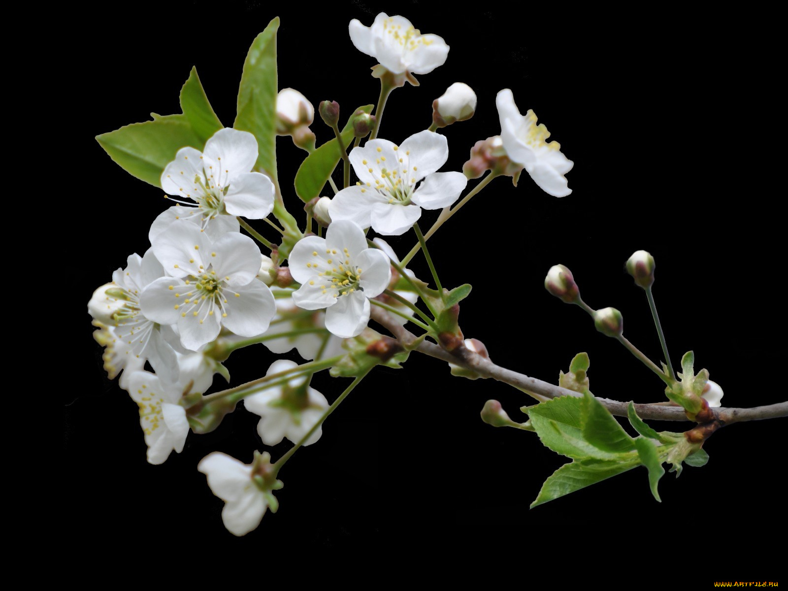 цветы, цветущие, деревья, кустарники