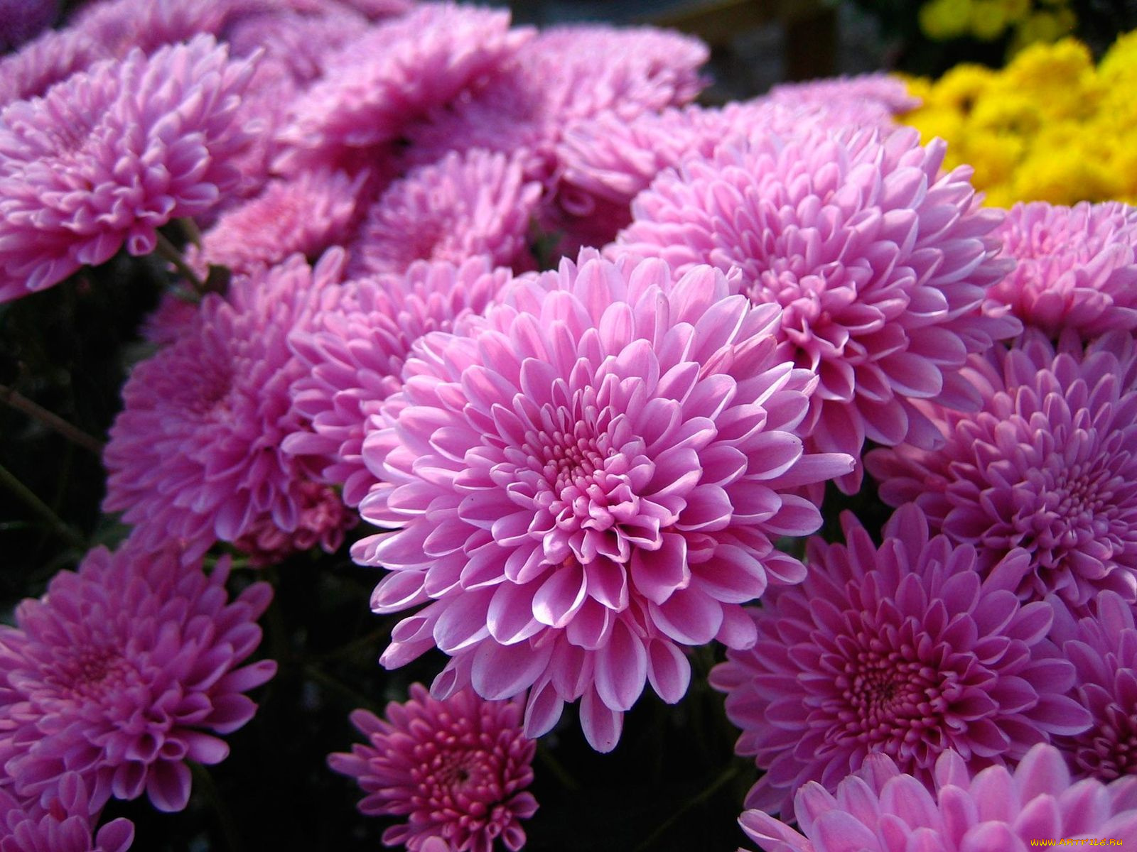 цветы, хризантемы