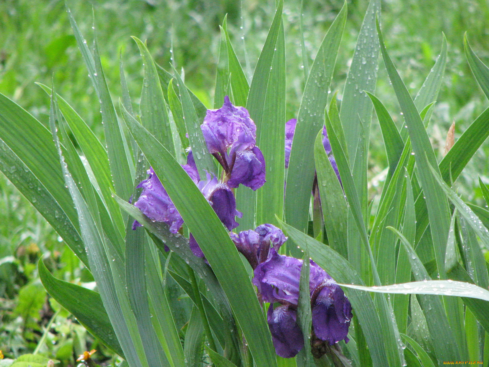 цветы, ирисы