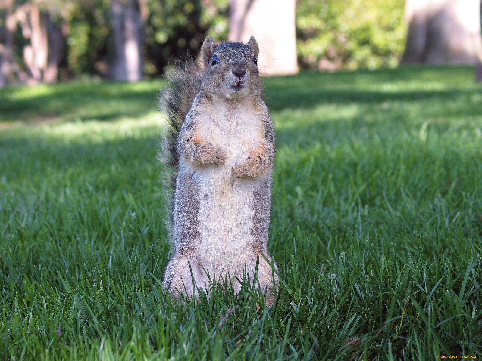 животные, белки