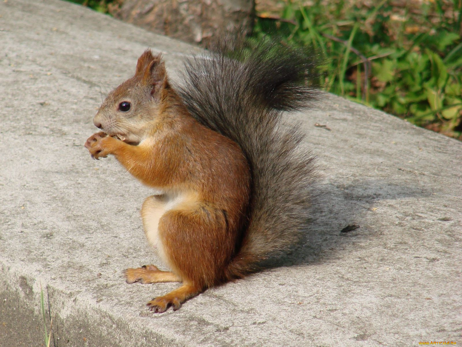 животные, белки