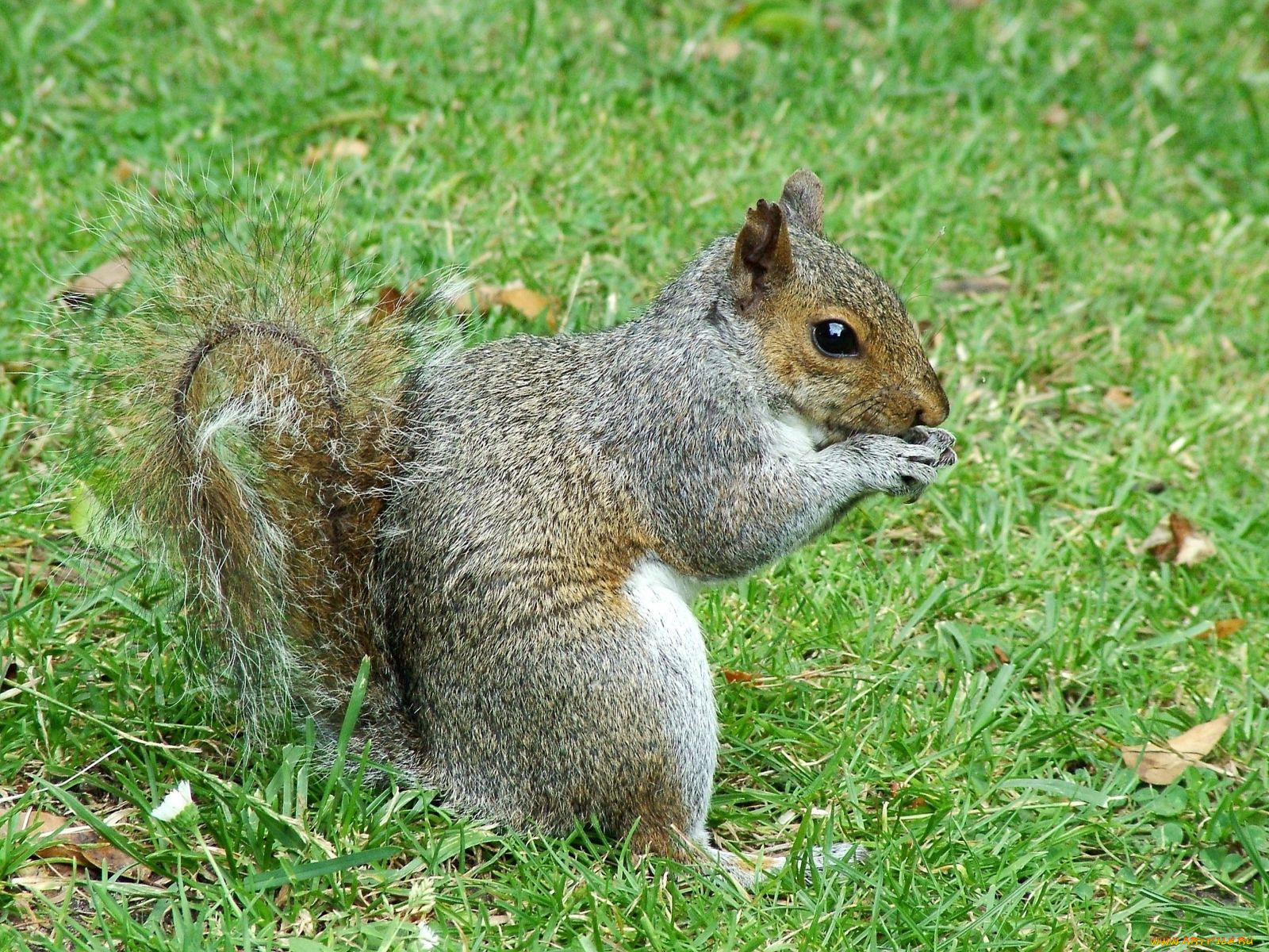 животные, белки