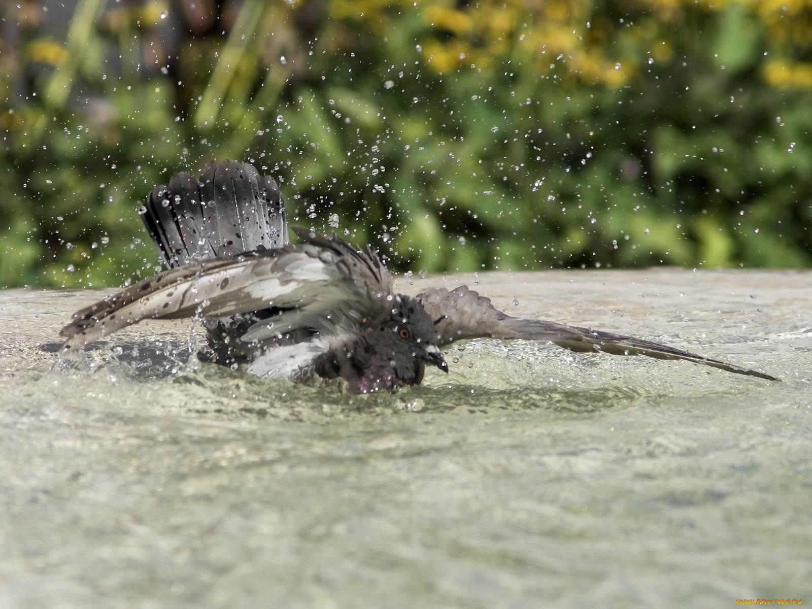 животные, голуби