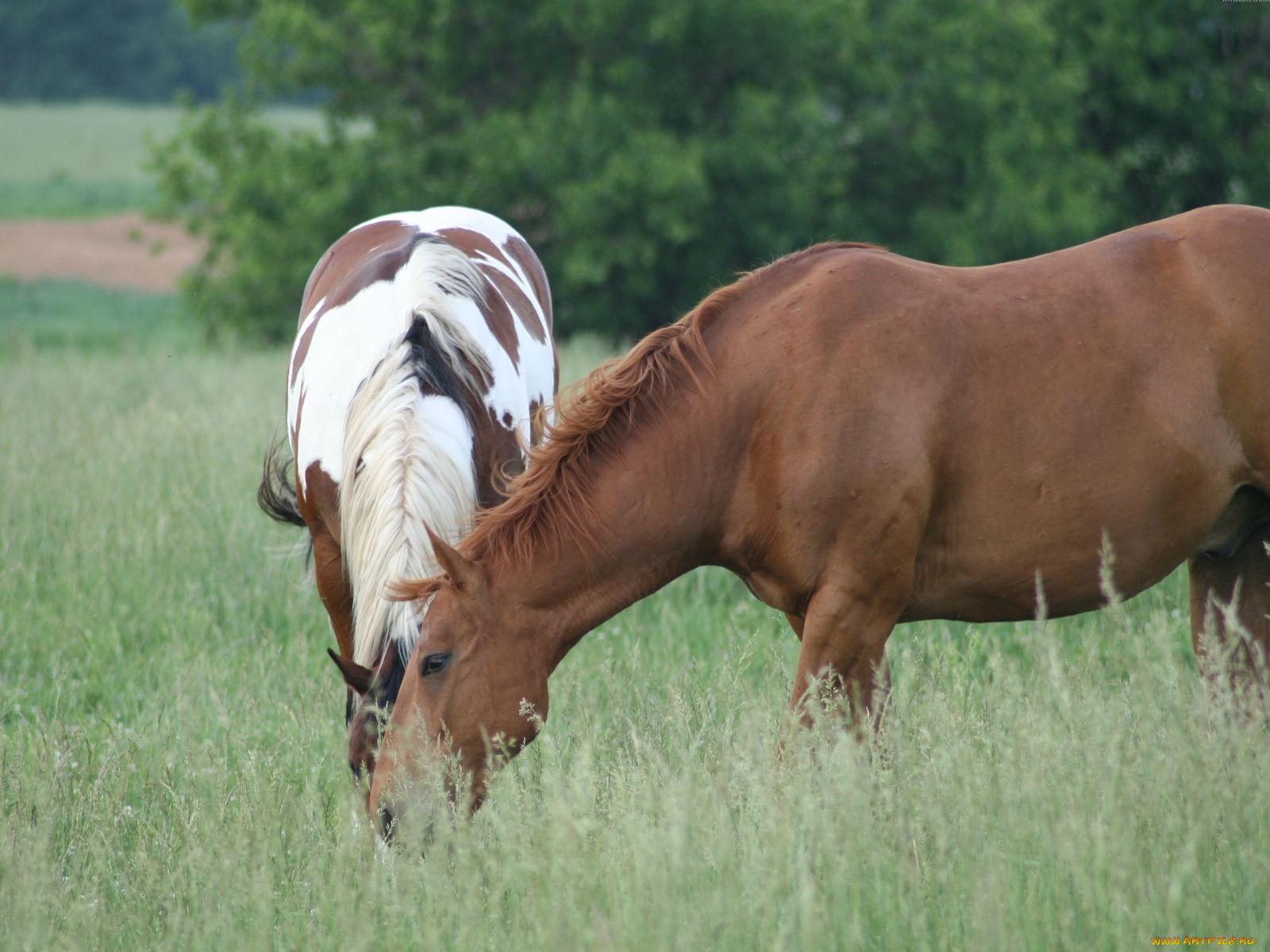 животные, лошади
