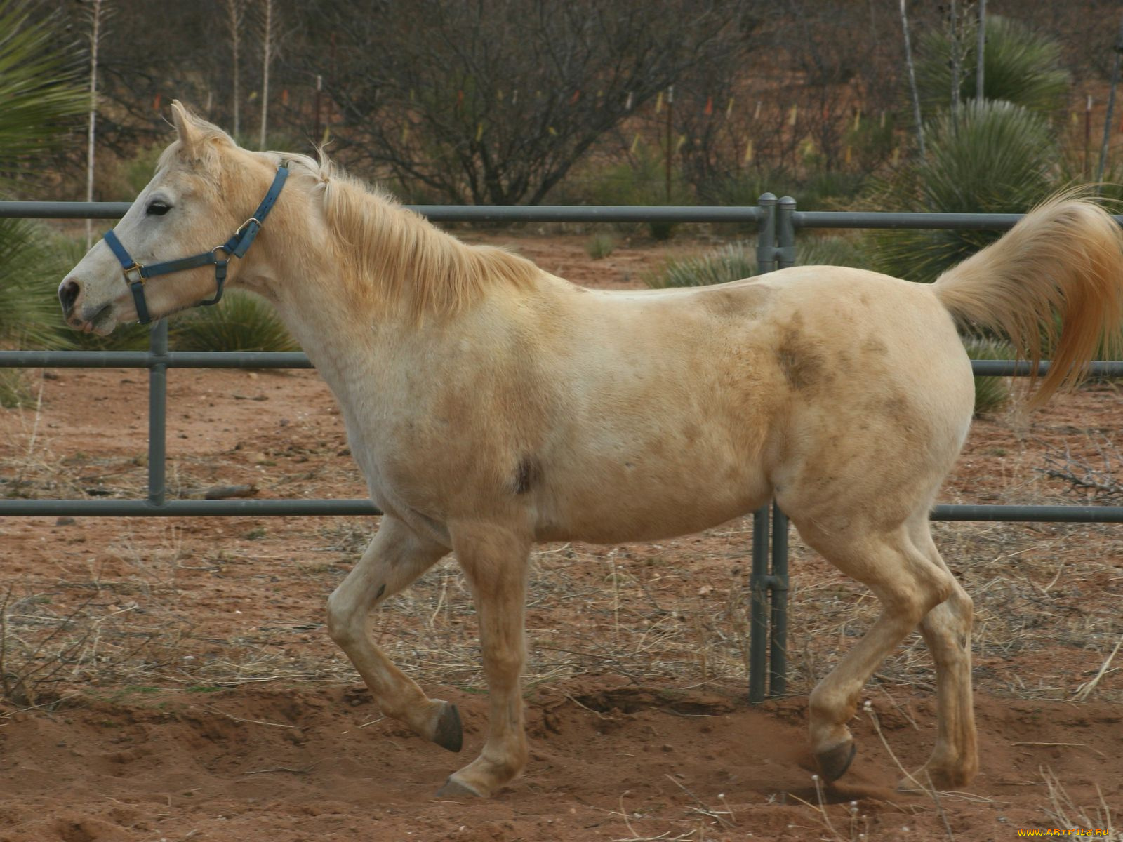 животные, лошади