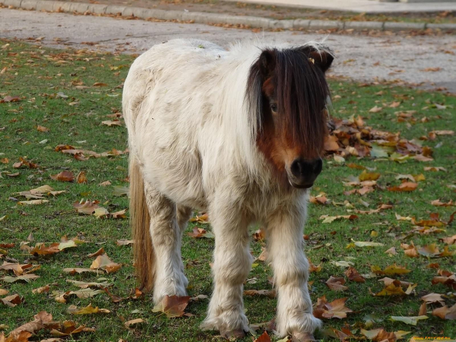 животные, лошади