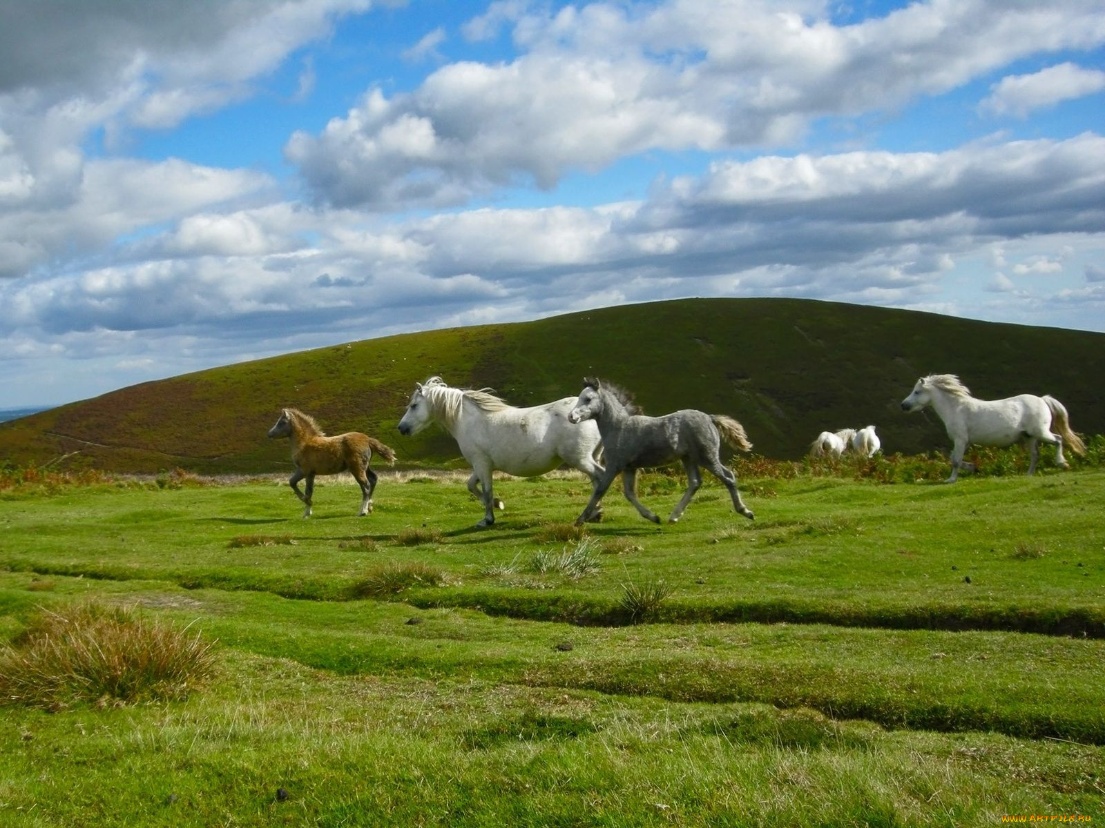 животные, лошади