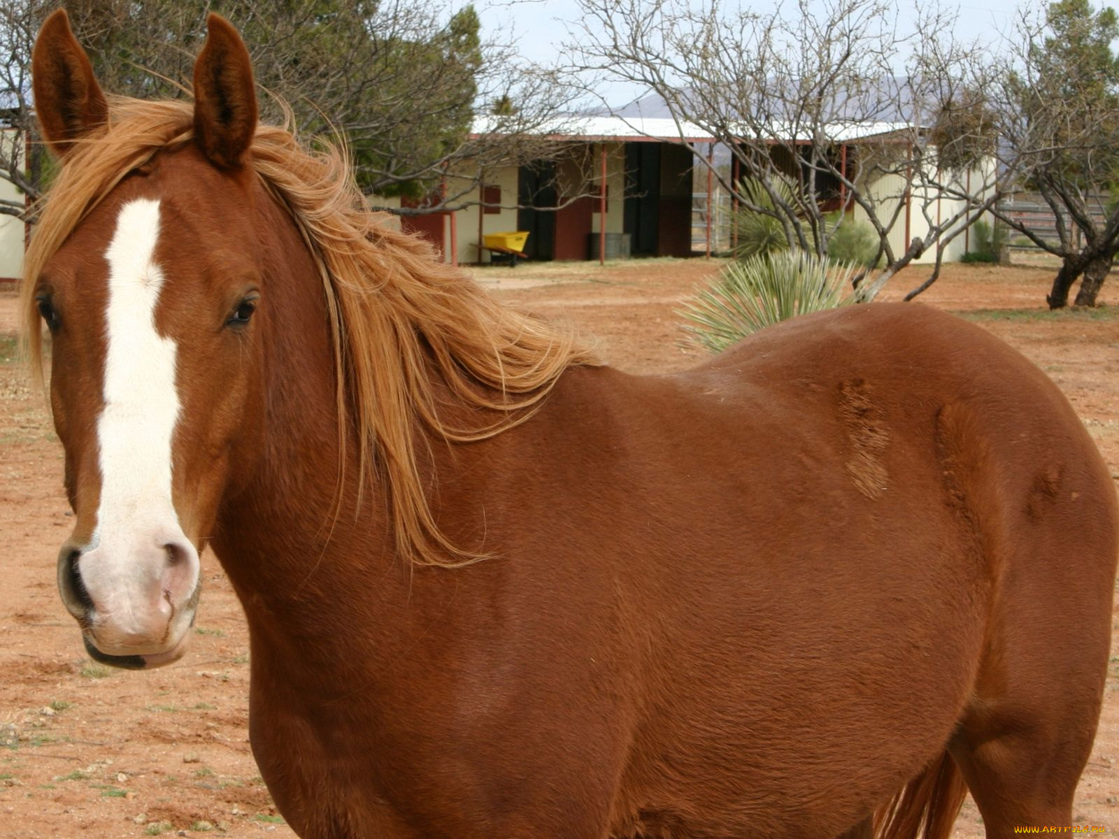 животные, лошади