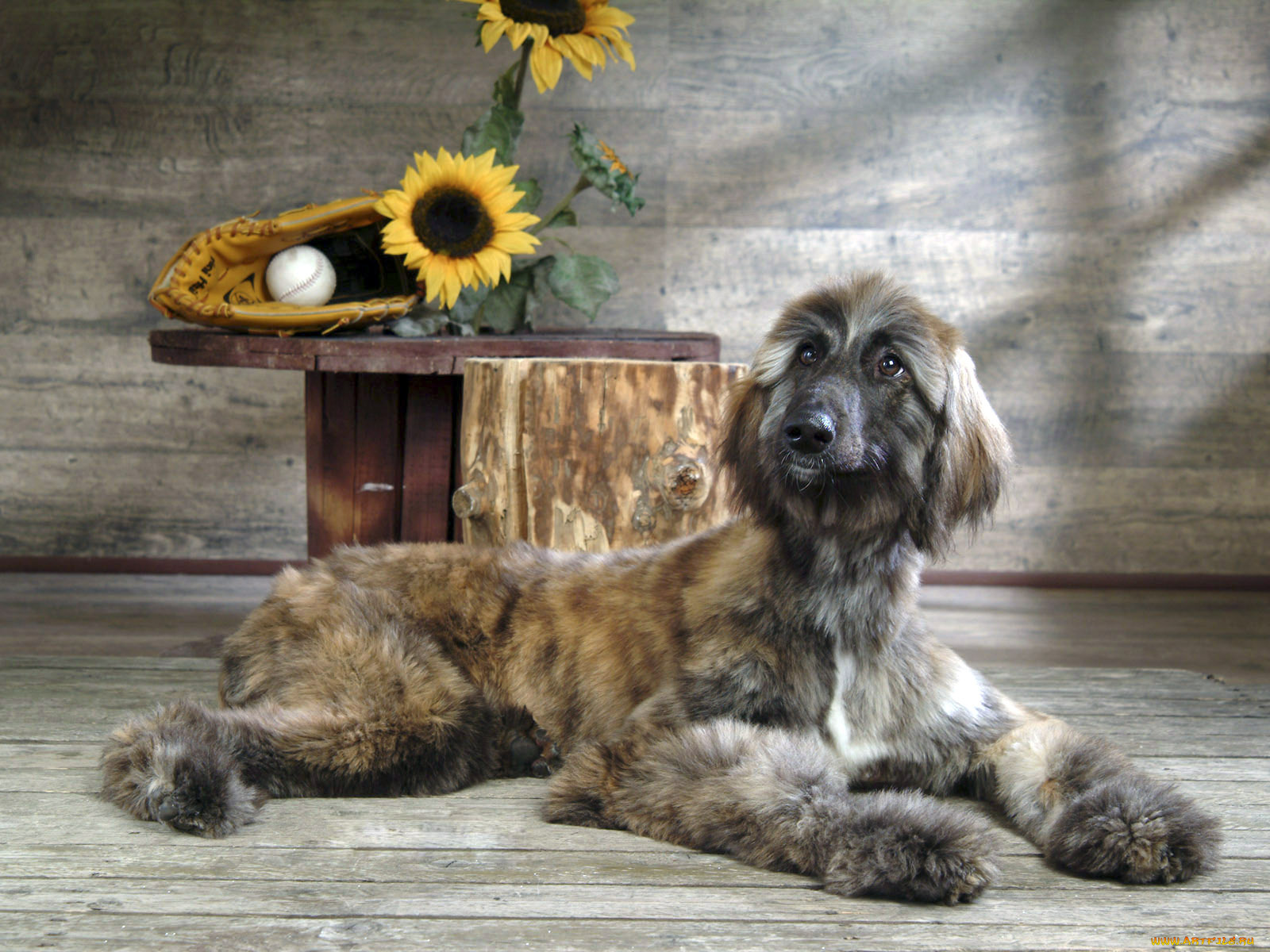 животные, собаки