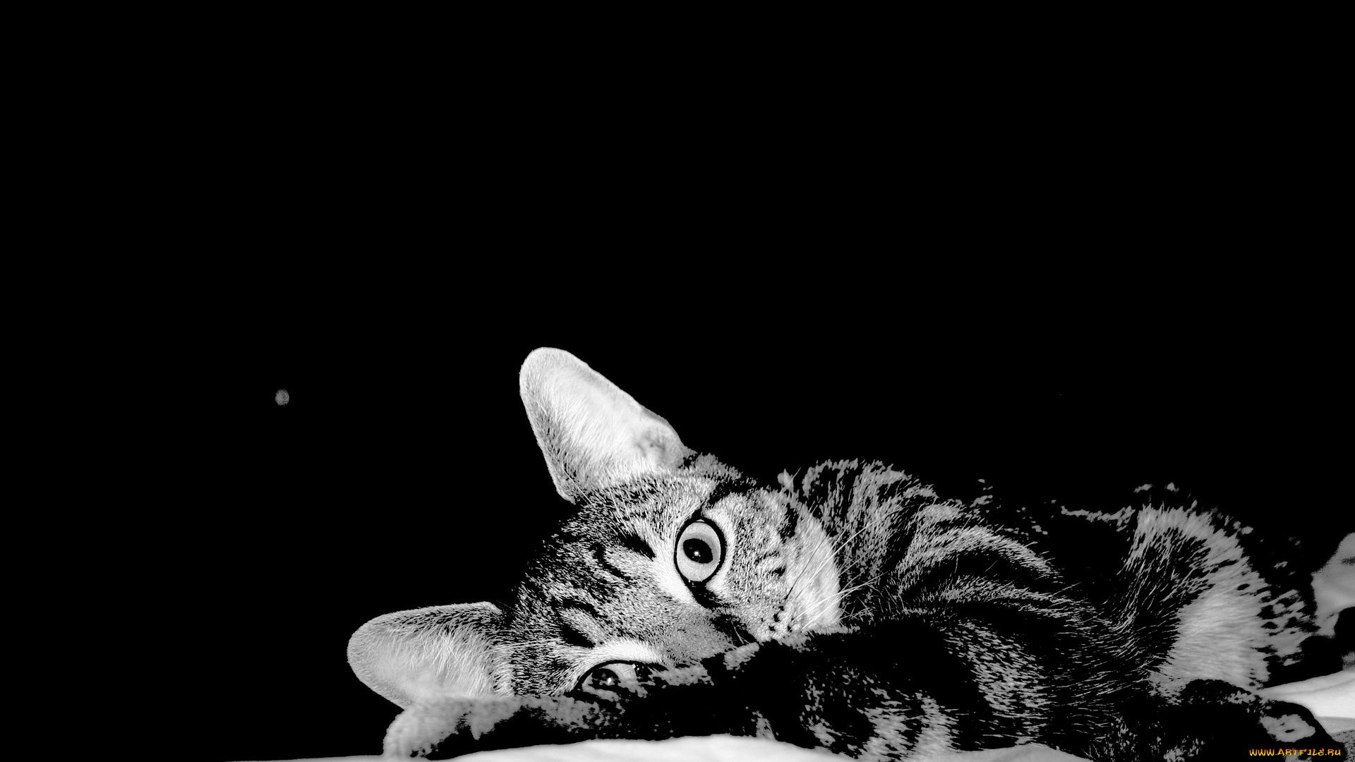 животные, коты