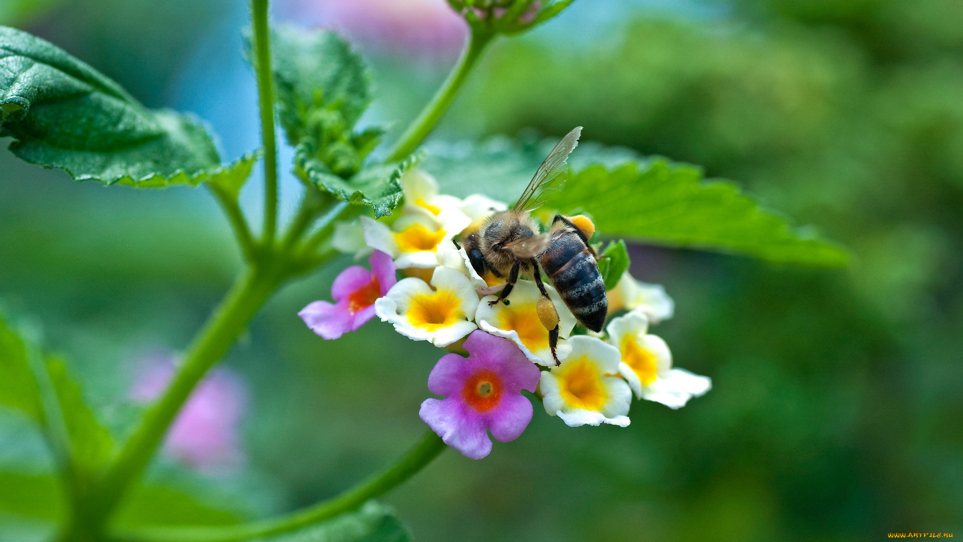 животные, пчелы, осы, шмели