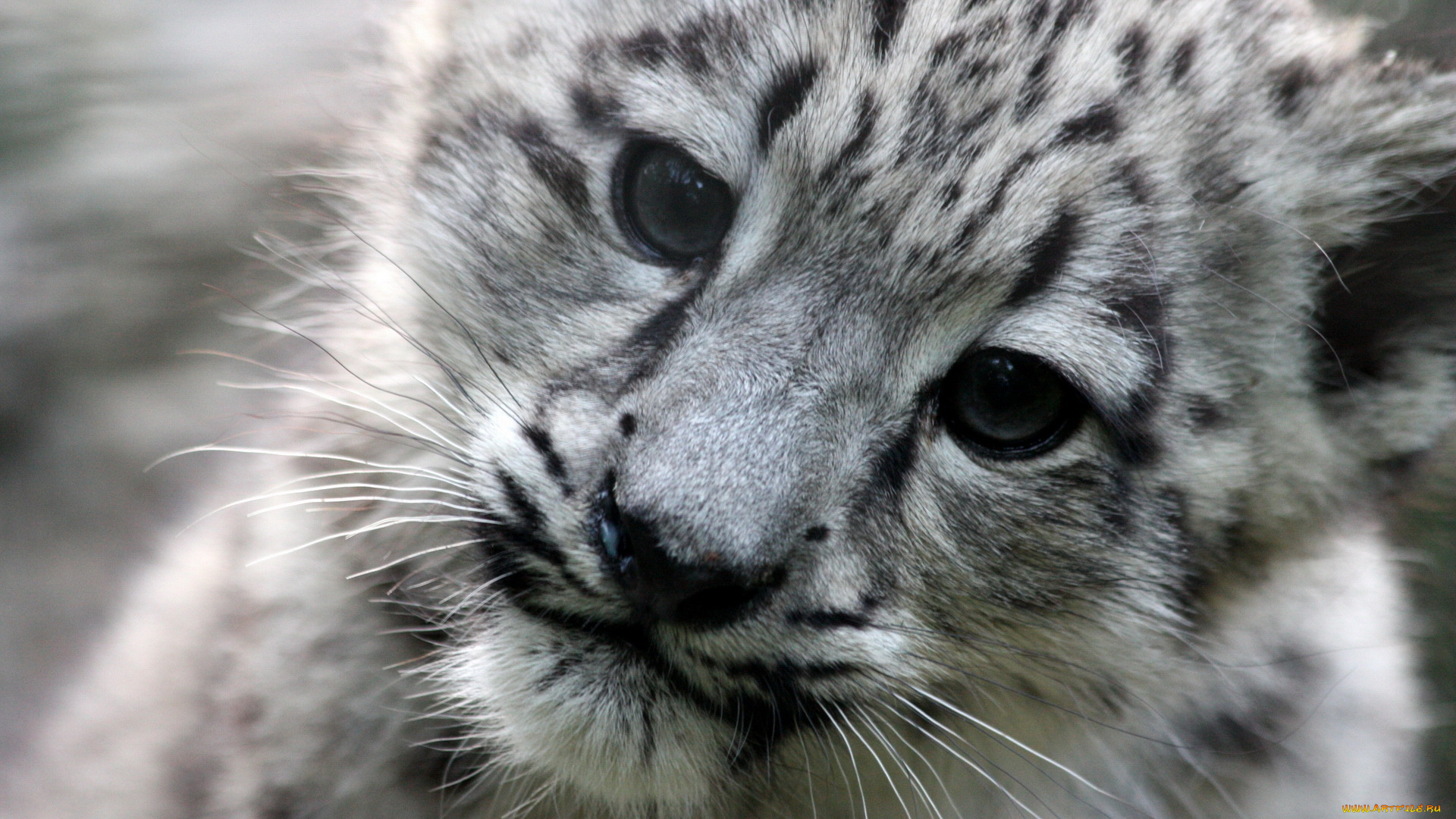 животные, снежный, барс, ирбис