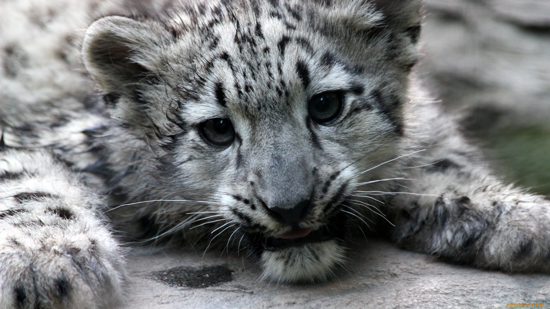 животные, снежный, барс, ирбис