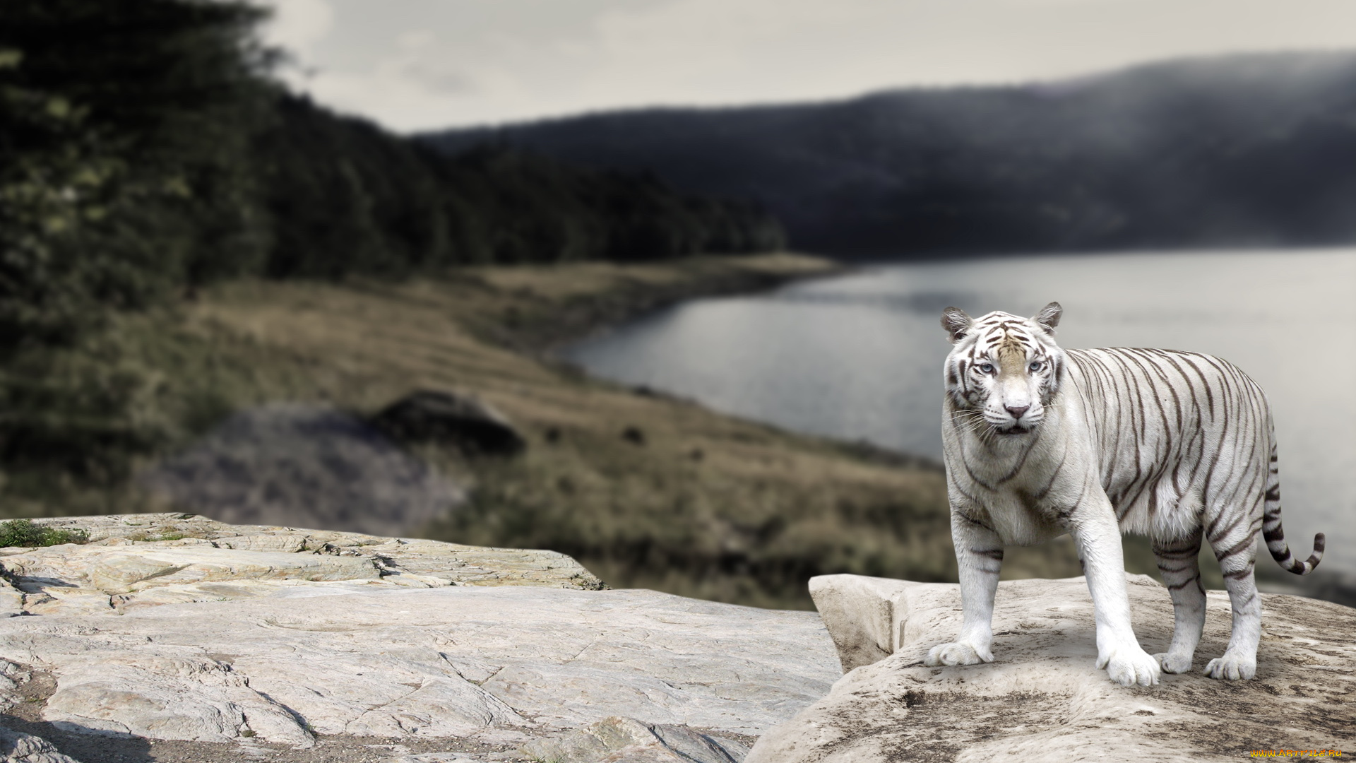 животные, тигры