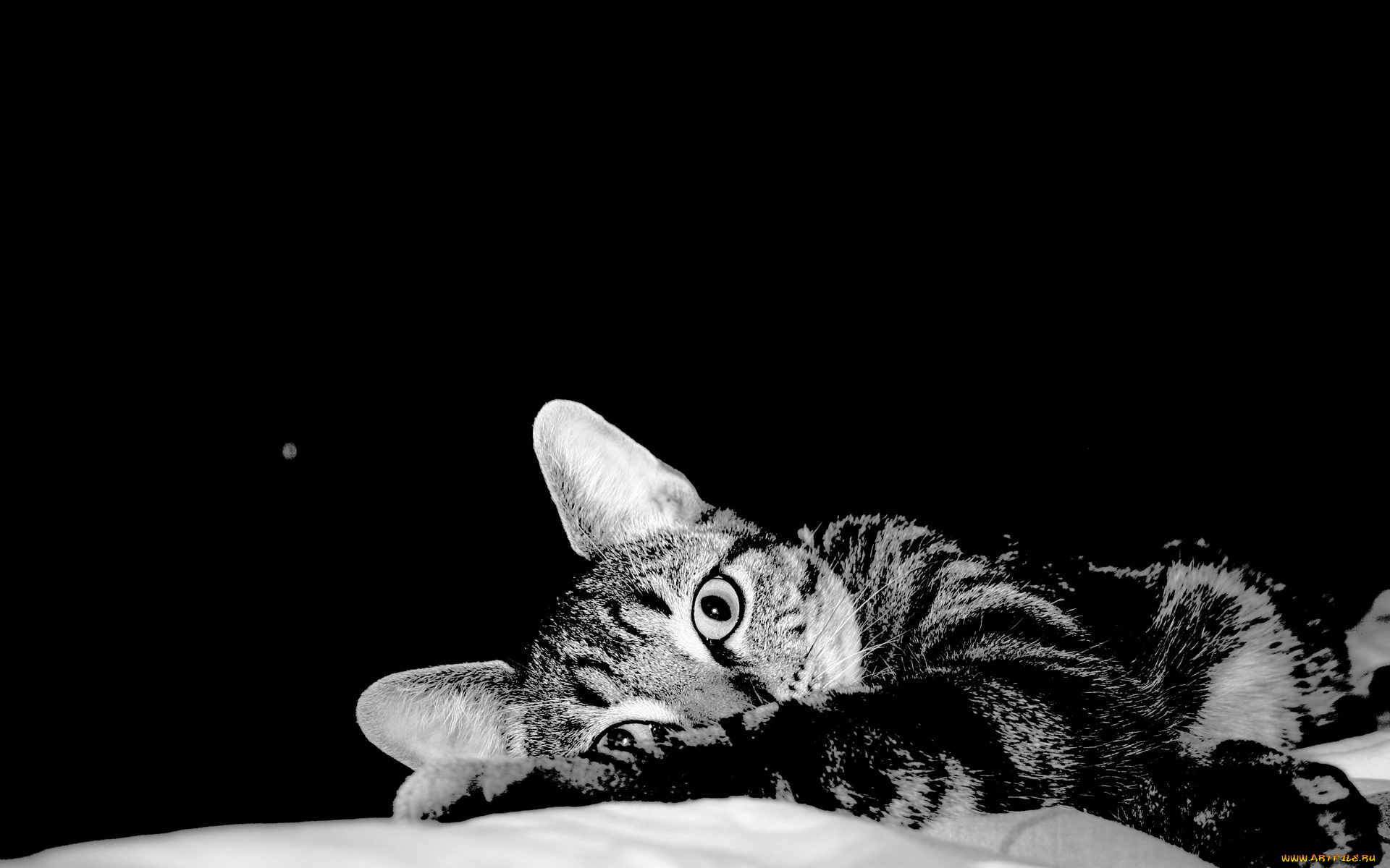 животные, коты