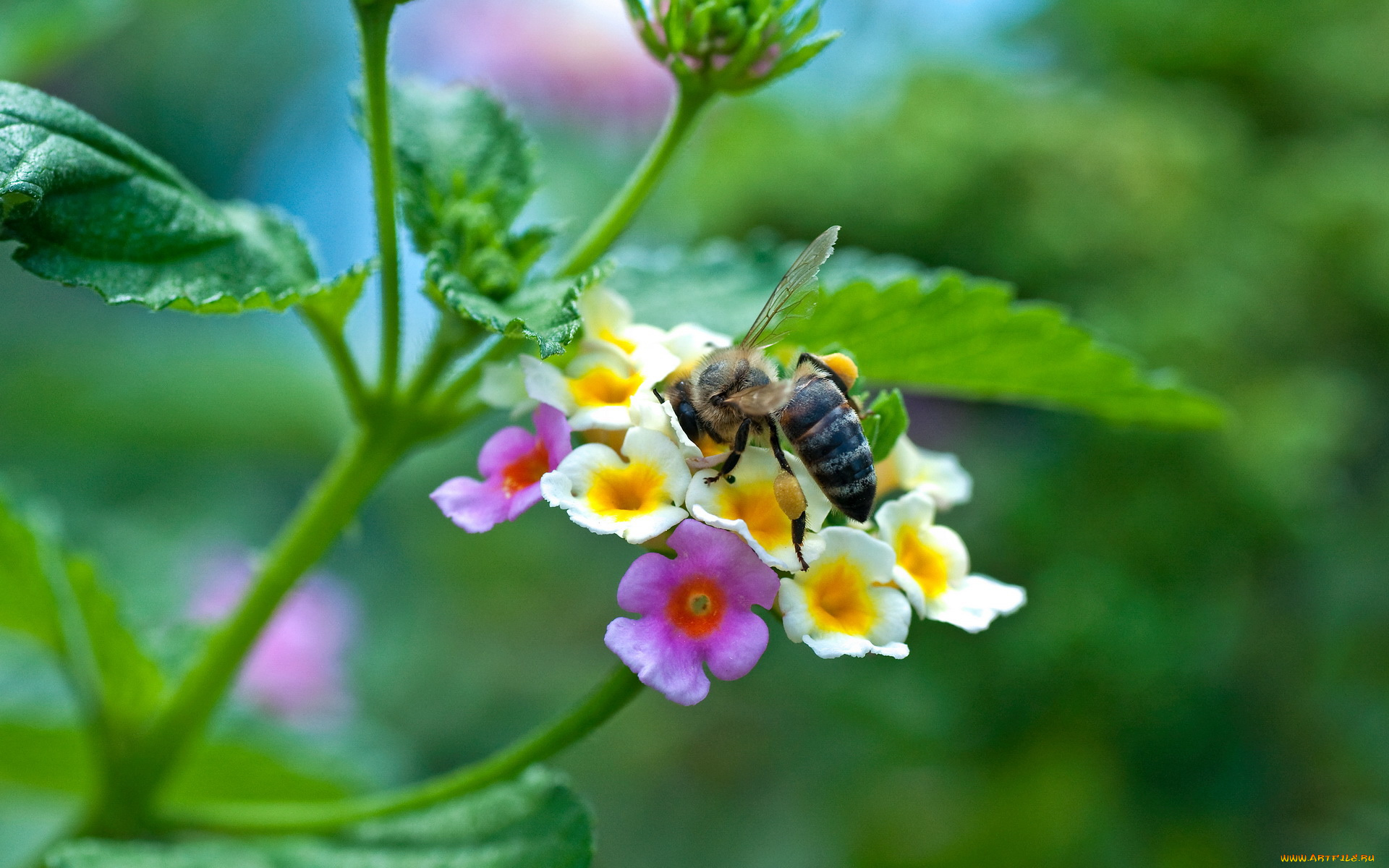 животные, пчелы, осы, шмели
