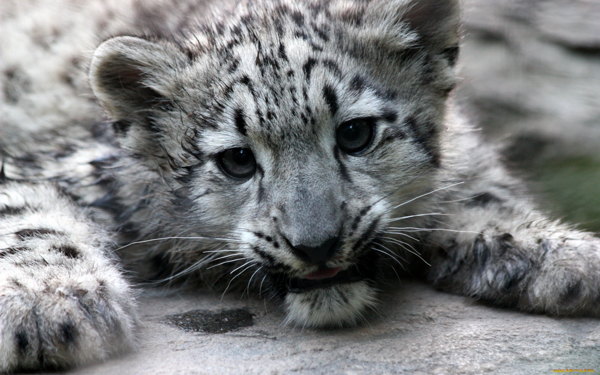 животные, снежный, барс, ирбис