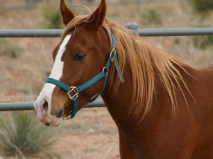 Картинка животные лошади