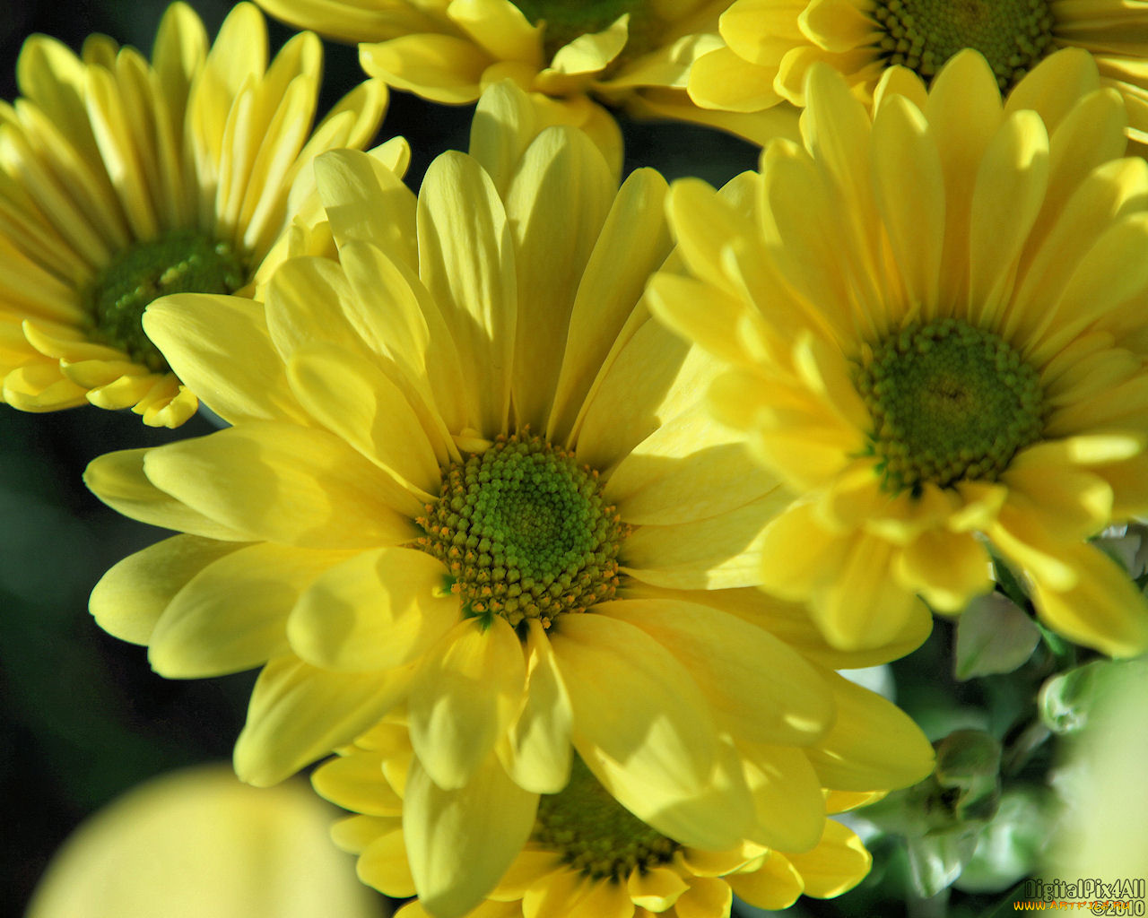 цветы, хризантемы