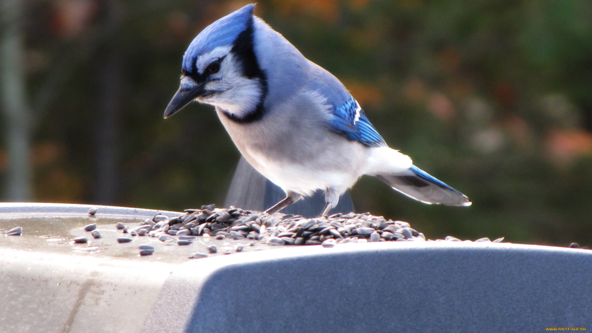 животные, сойки