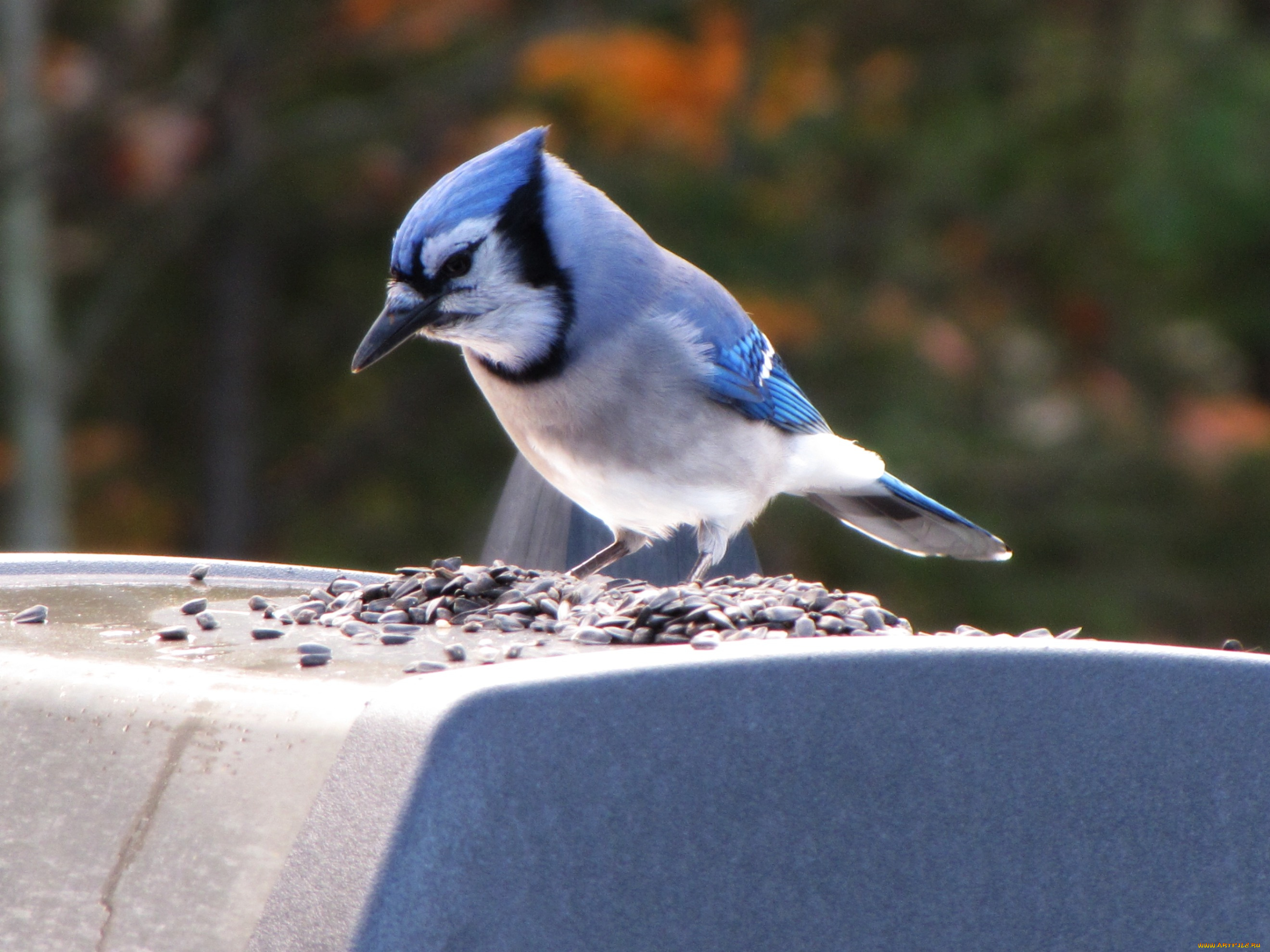животные, сойки
