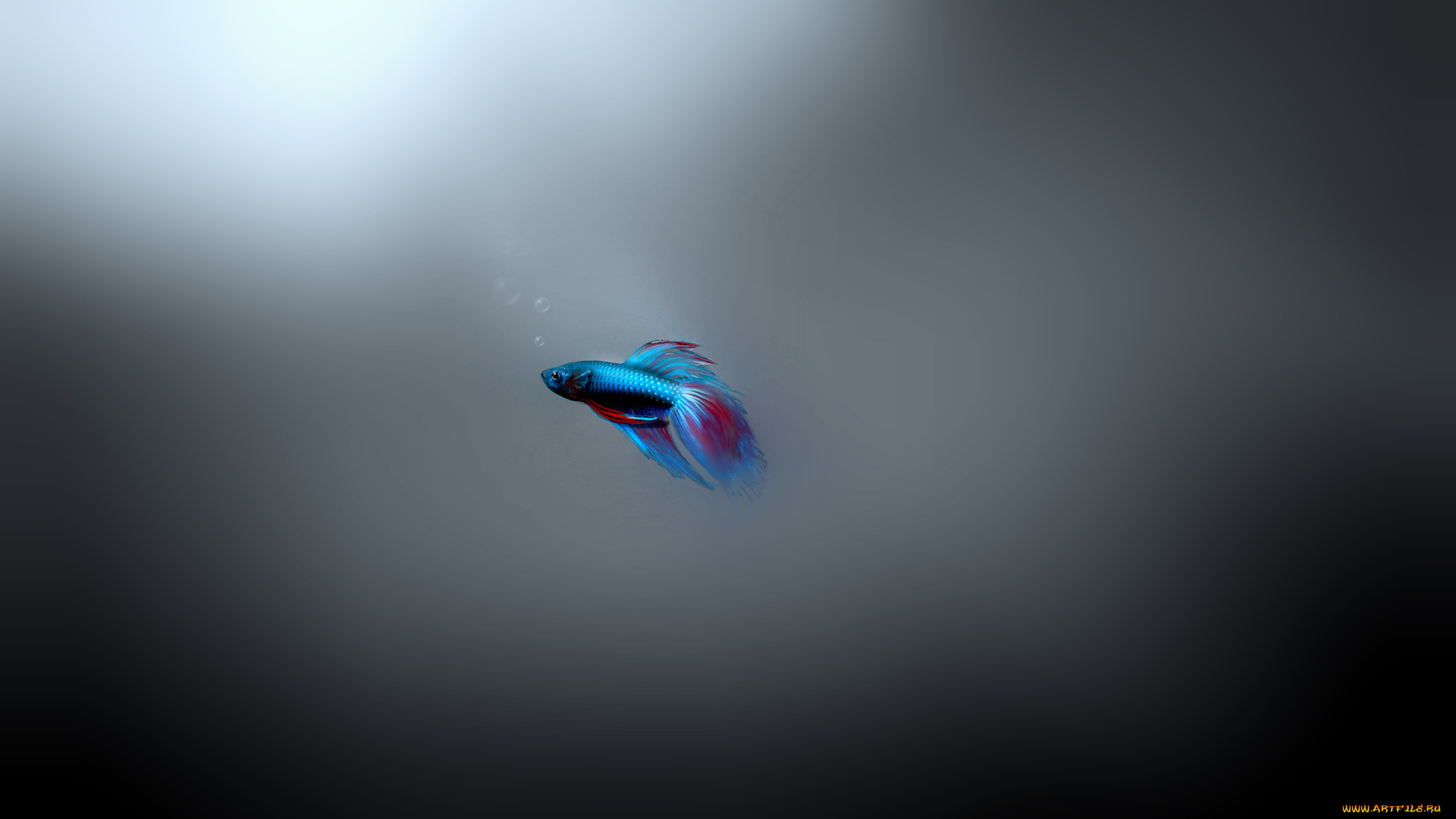 3д, графика, animals, животные, рыбка