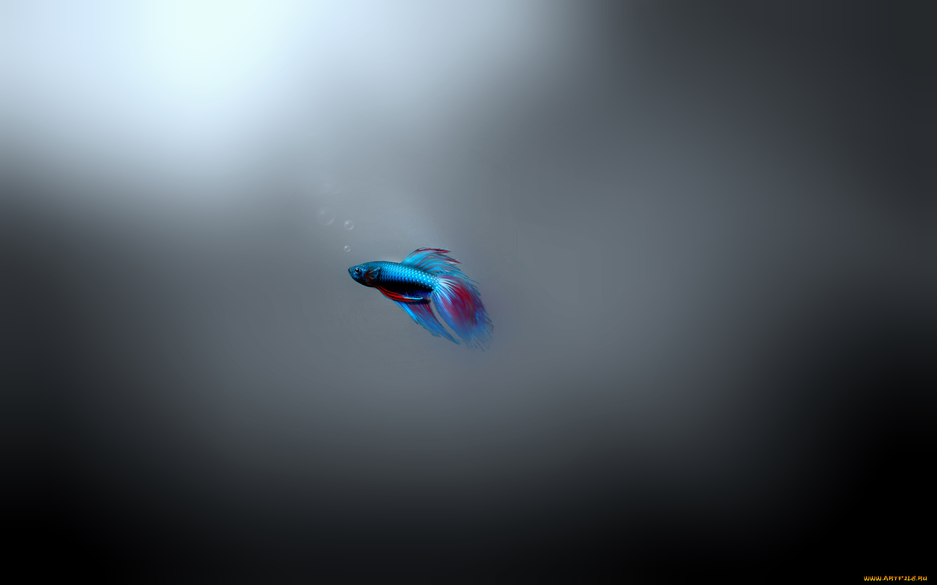 3д, графика, animals, животные, рыбка