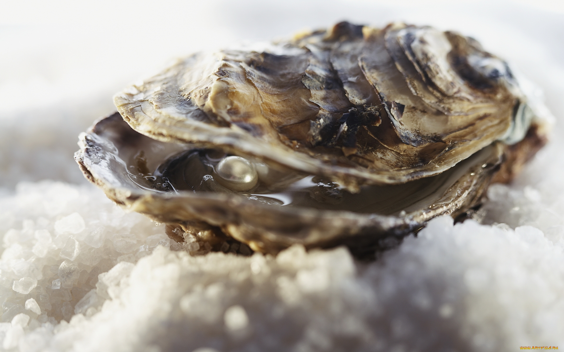 разное, ракушки, кораллы, декоративные, spa, камни, жемчужина, раковина, лед