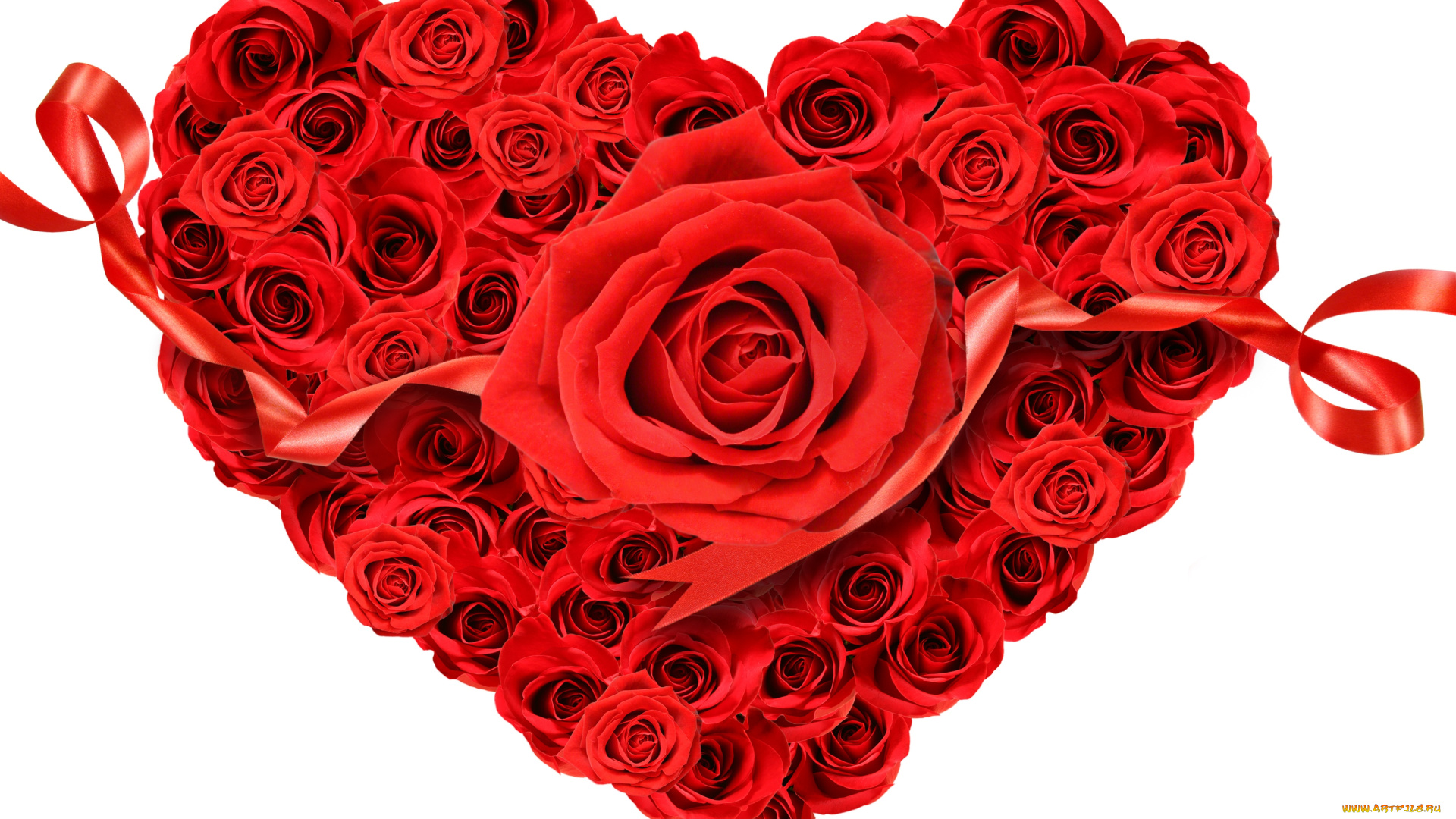 цветы, розы, сердце