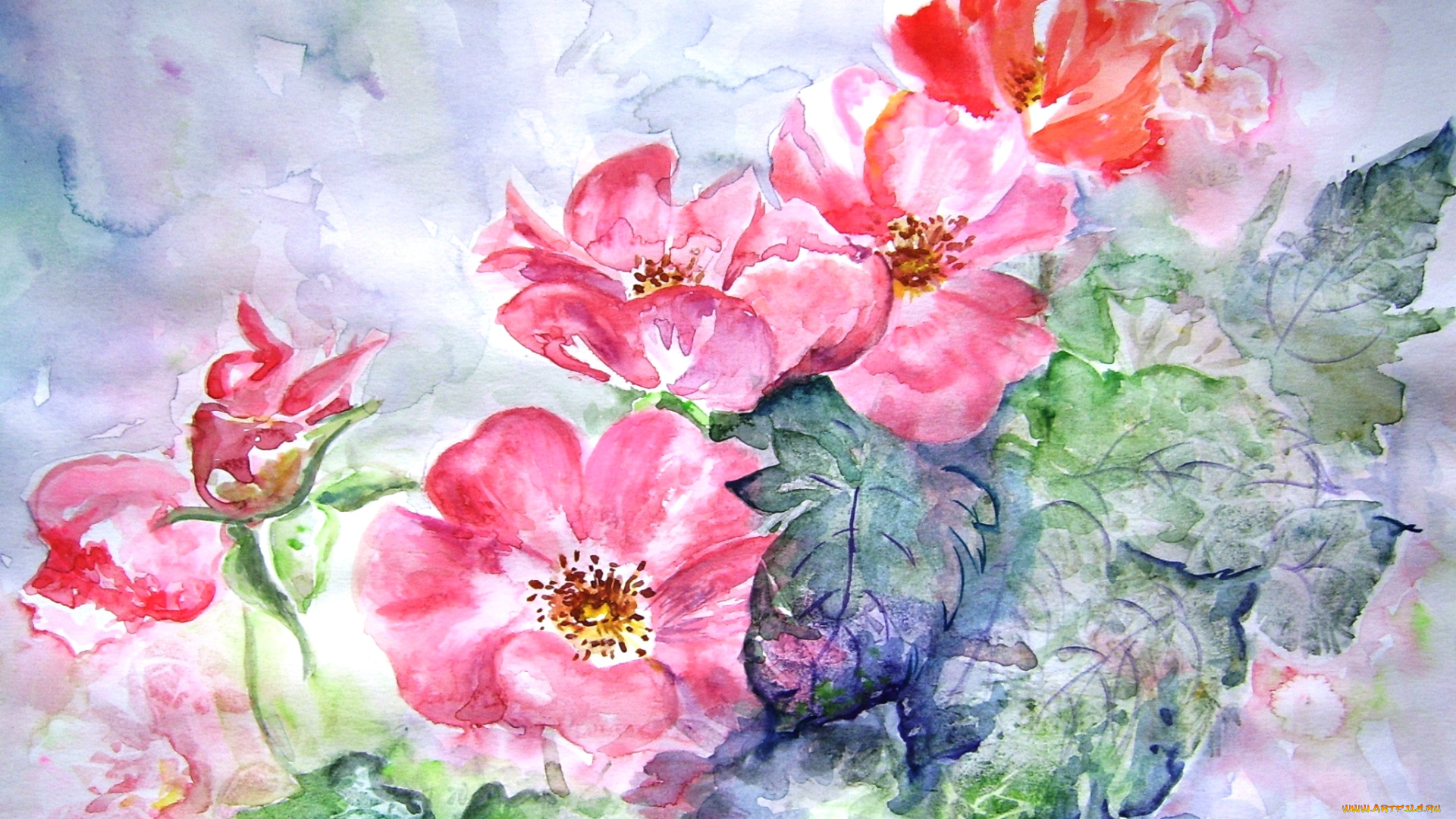 рисованные, цветы, шиповник