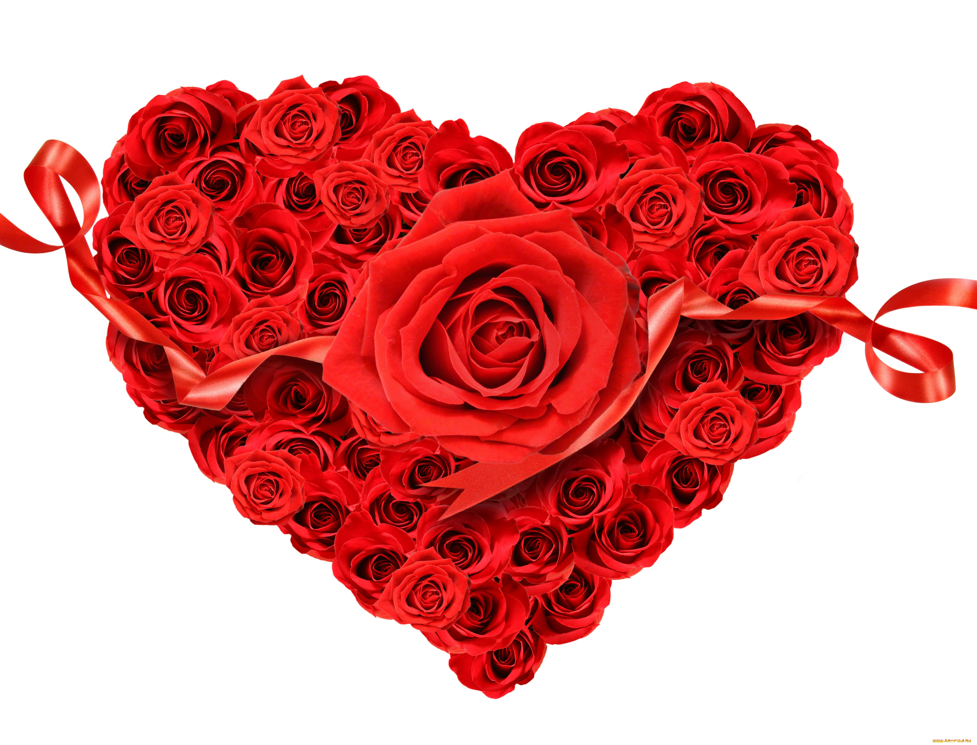 цветы, розы, сердце