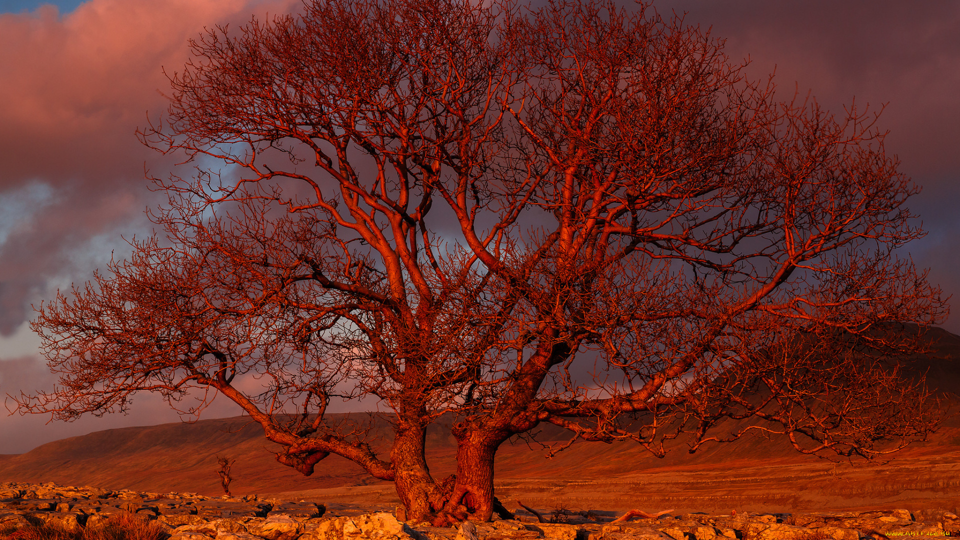 природа, деревья, дерево, закат, sunset, tree