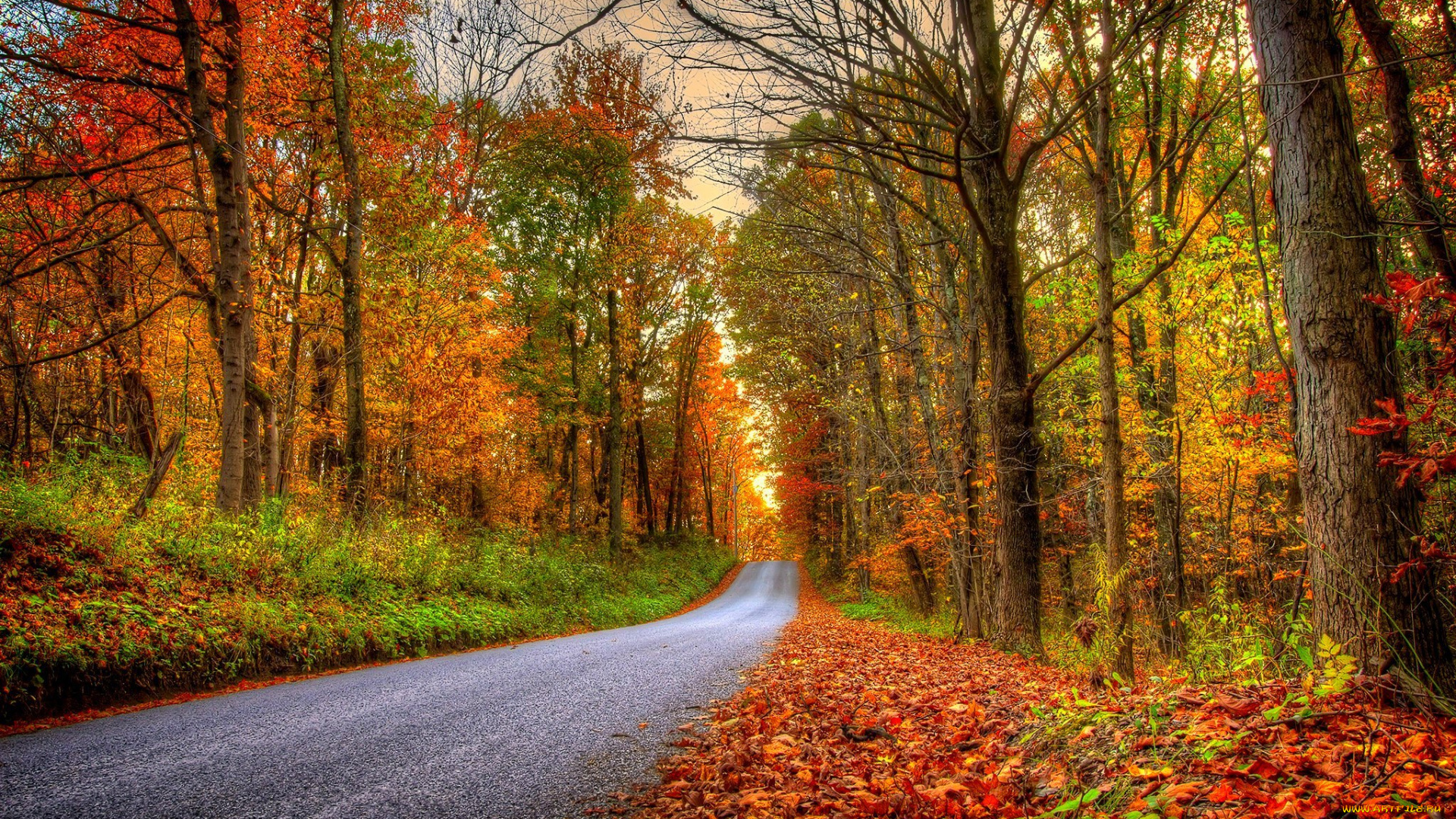 природа, дороги, nature, forest, park, trees, leaves, colorful, road, path, autumn, fall, colors, walk, листья, осень, деревья, дорога, лес, парк