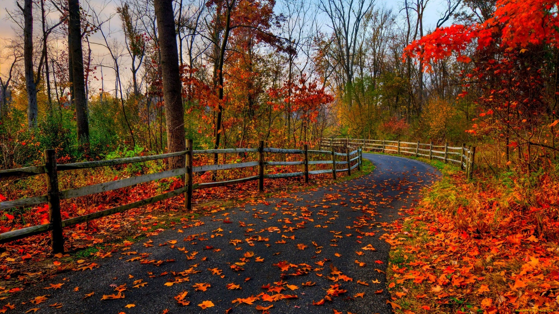 природа, дороги, парк, лес, дорога, деревья, осень, листья