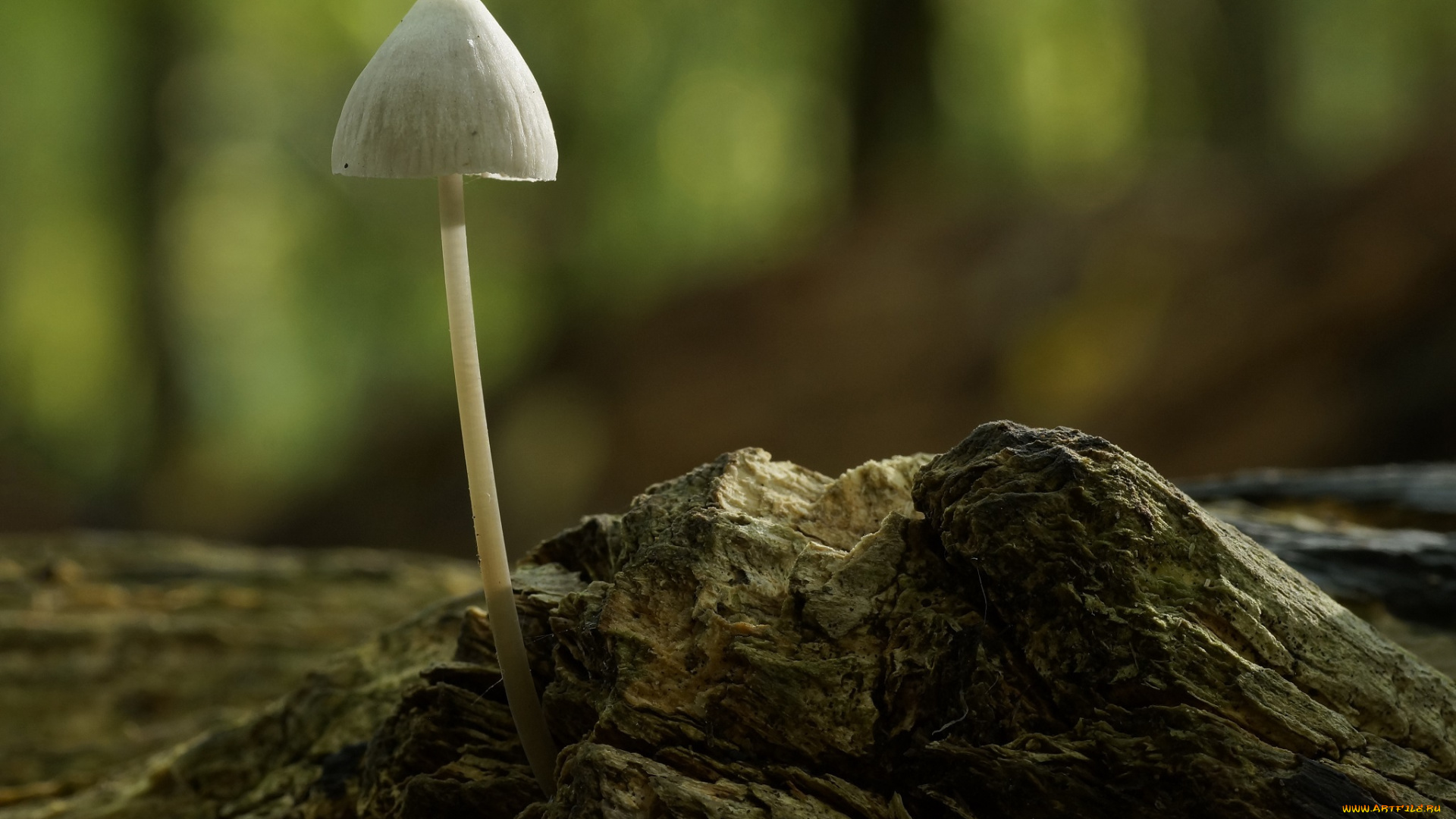 природа, грибы, макро, лес, бревно