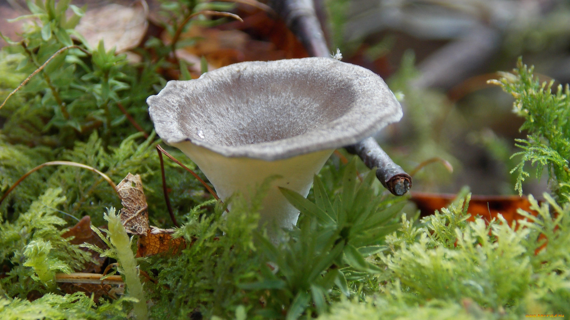 природа, грибы, трава, гриб