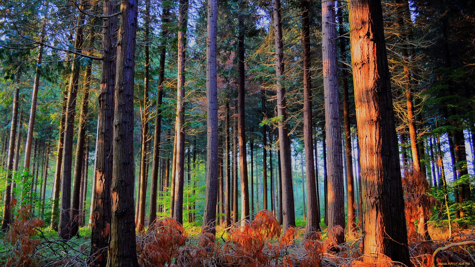 природа, лес, осень, сосны, деревья