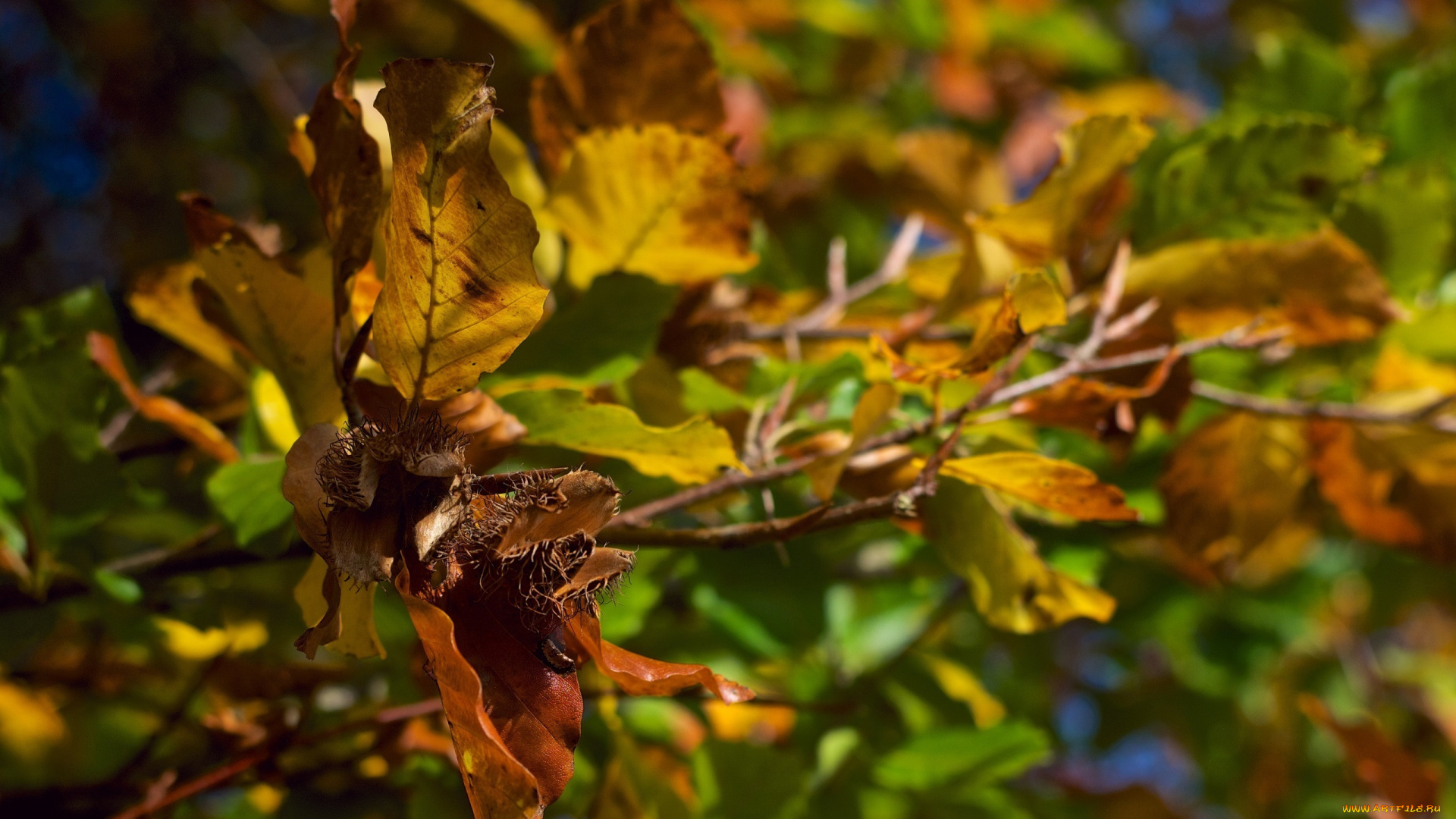 природа, листья, макро, осень, цвета