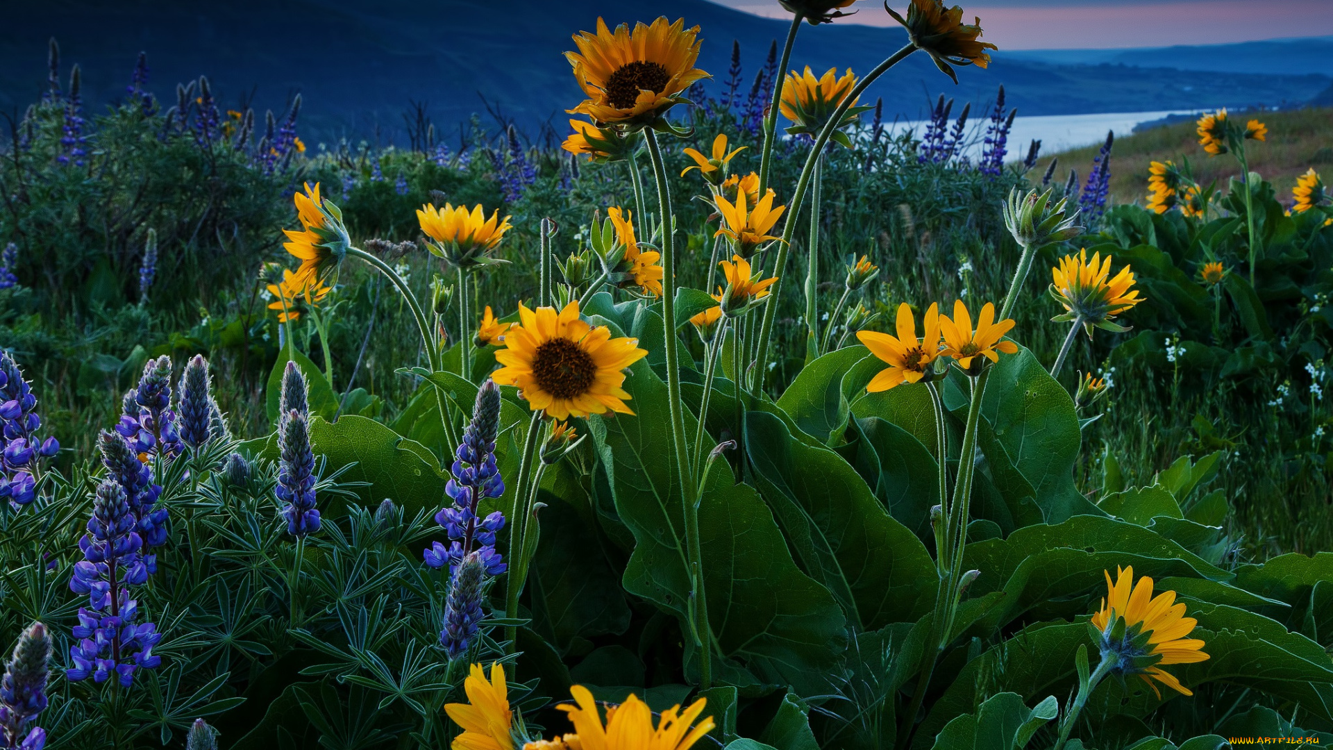 природа, луга, луг, трава, цветы