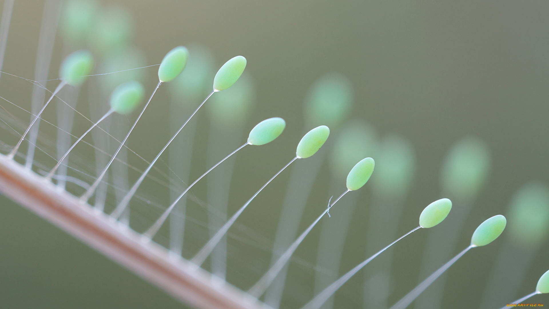 природа, макро, нити, яйца, фон