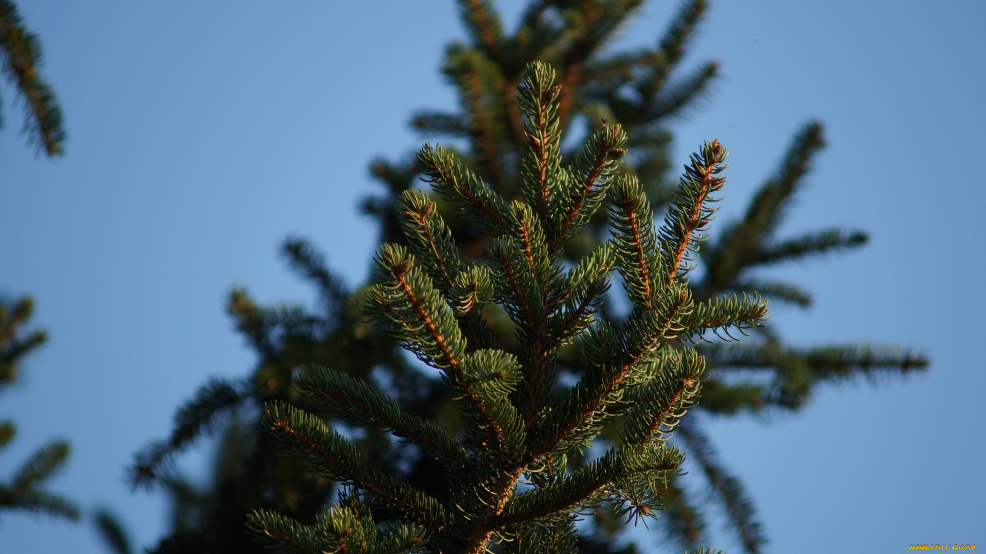 природа, макро, ветка, хвоя, иголки, зеленый, небо