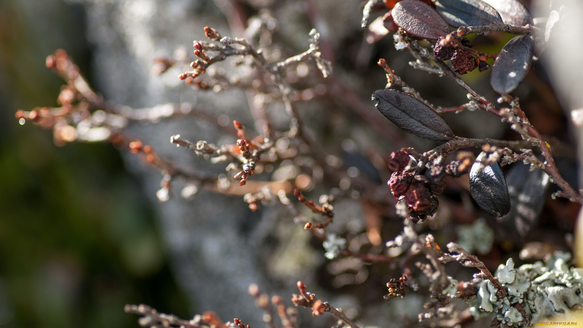 природа, макро, ветки, листья, свет, блики, осень