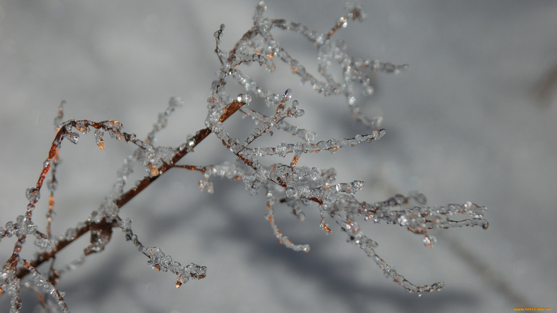 природа, макро, веточка, лед, зима, холод, серый