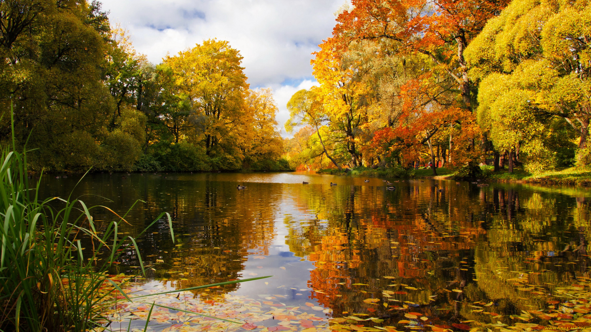 природа, парк, петербург, река, деревья, осень
